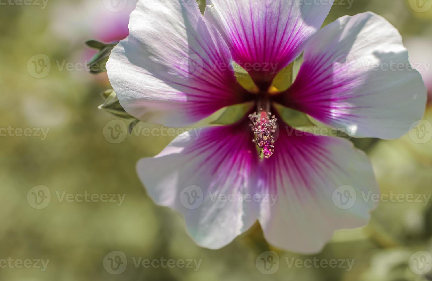 una singola fioritura di malva zebra foto