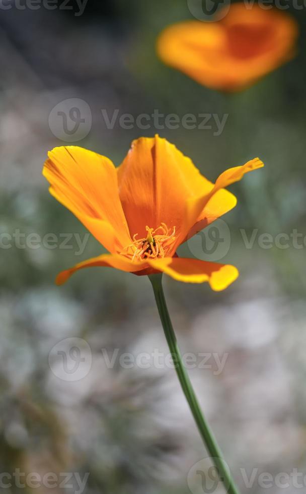 un singolo fiore di papavero della California foto