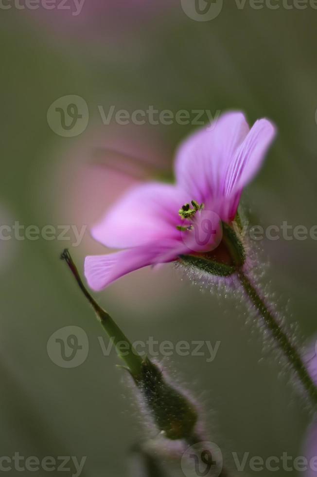 una singola fioritura di acetosa rosa foto