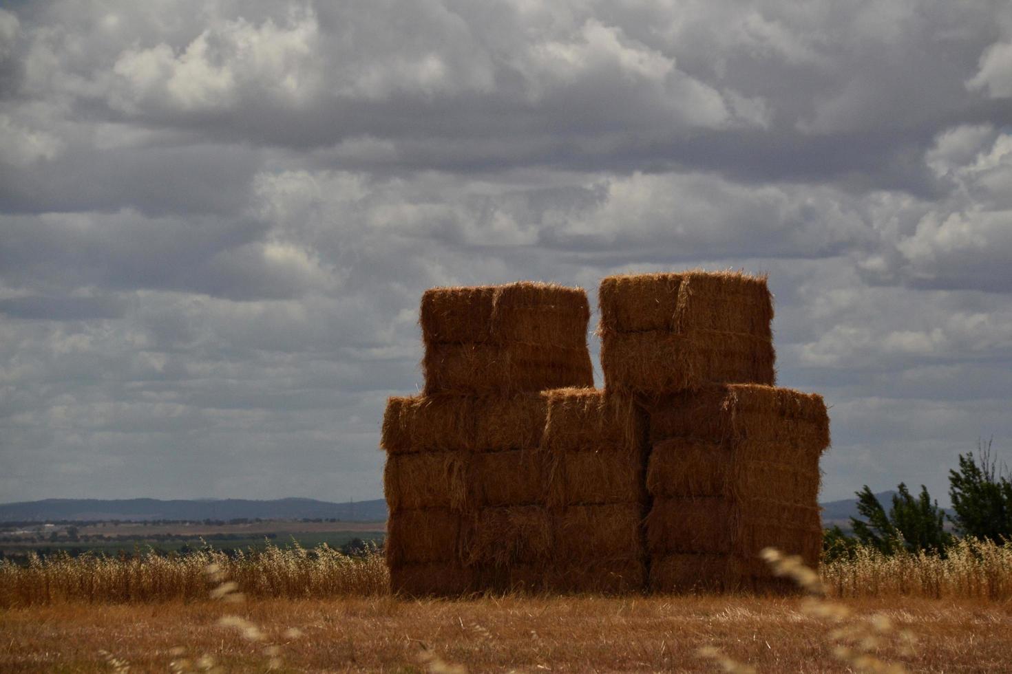 balle di paglia in campagna foto