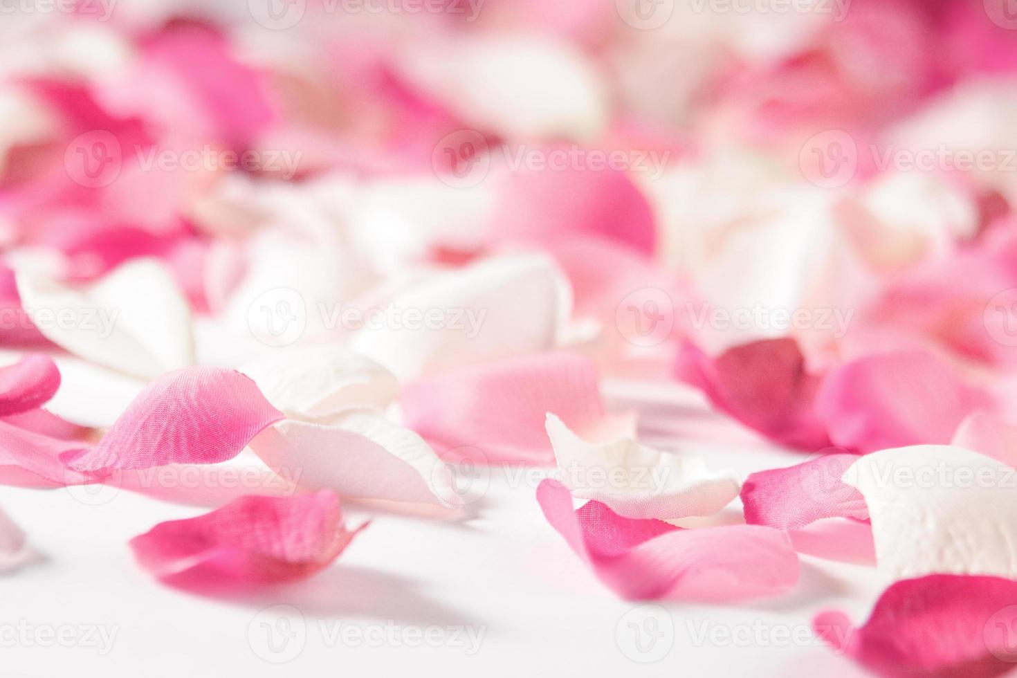 petali di rosa rosa (seta) foto