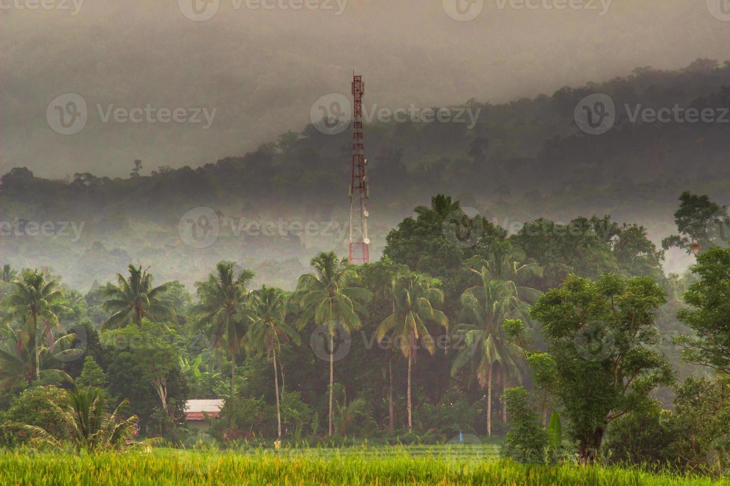 vista mattutina indonesiana nelle risaie verdi foto
