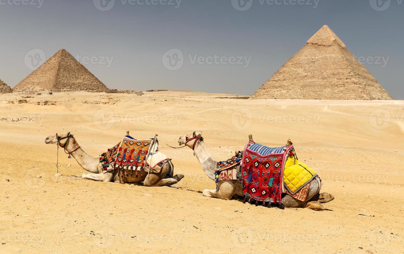 cammelli nel complesso della piramide di giza, cairo, egitto foto