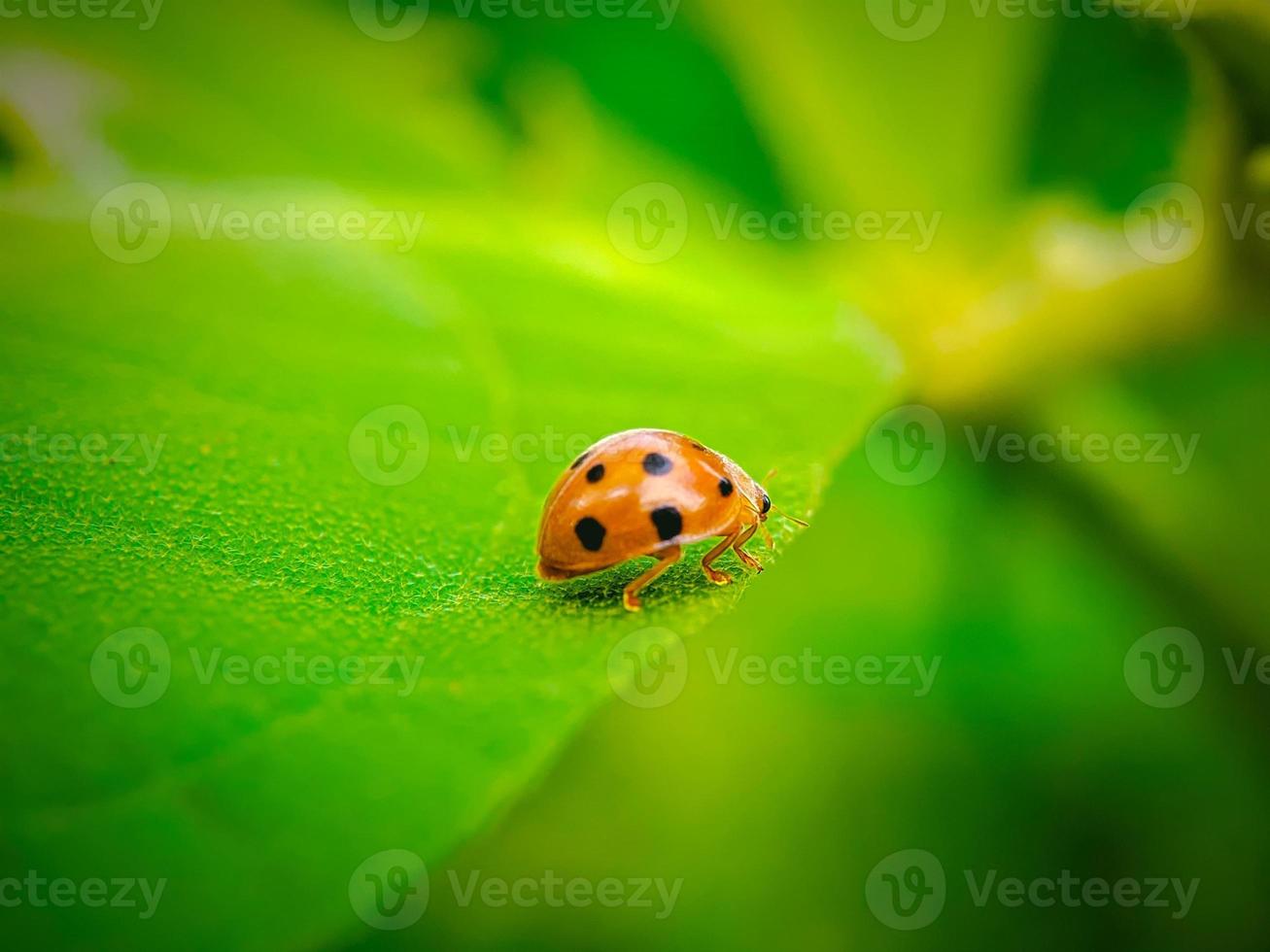 coccinella sulla foglia verde foto