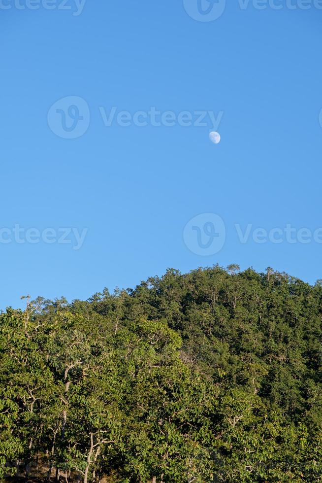 la luna sorge di giorno vicino alla sera sopra le cime degli alberi. foto