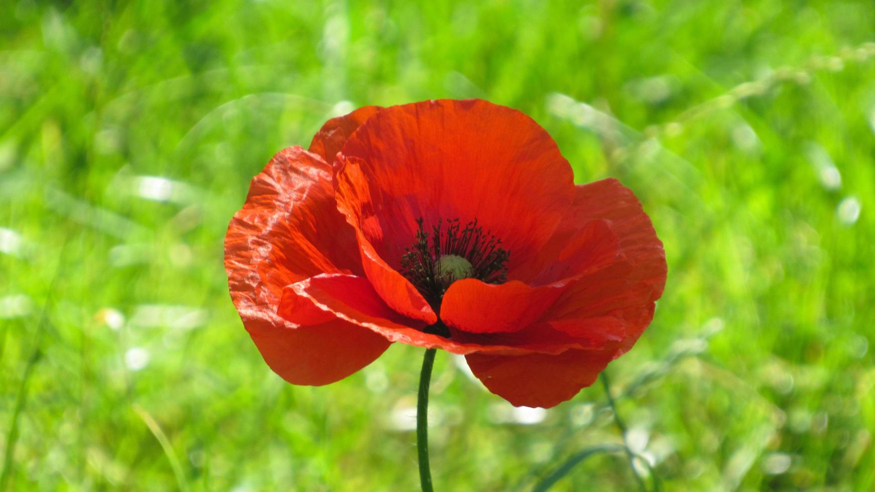 papavero rosso. fiore di papavero nel campo foto