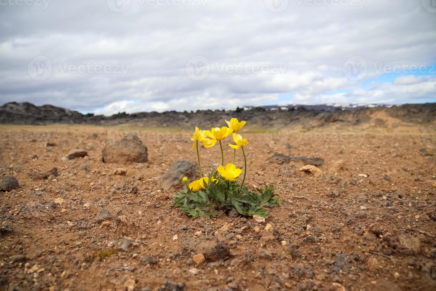 un solitario fiore giallo sul suolo vulcanico arido dell'Islanda. foto