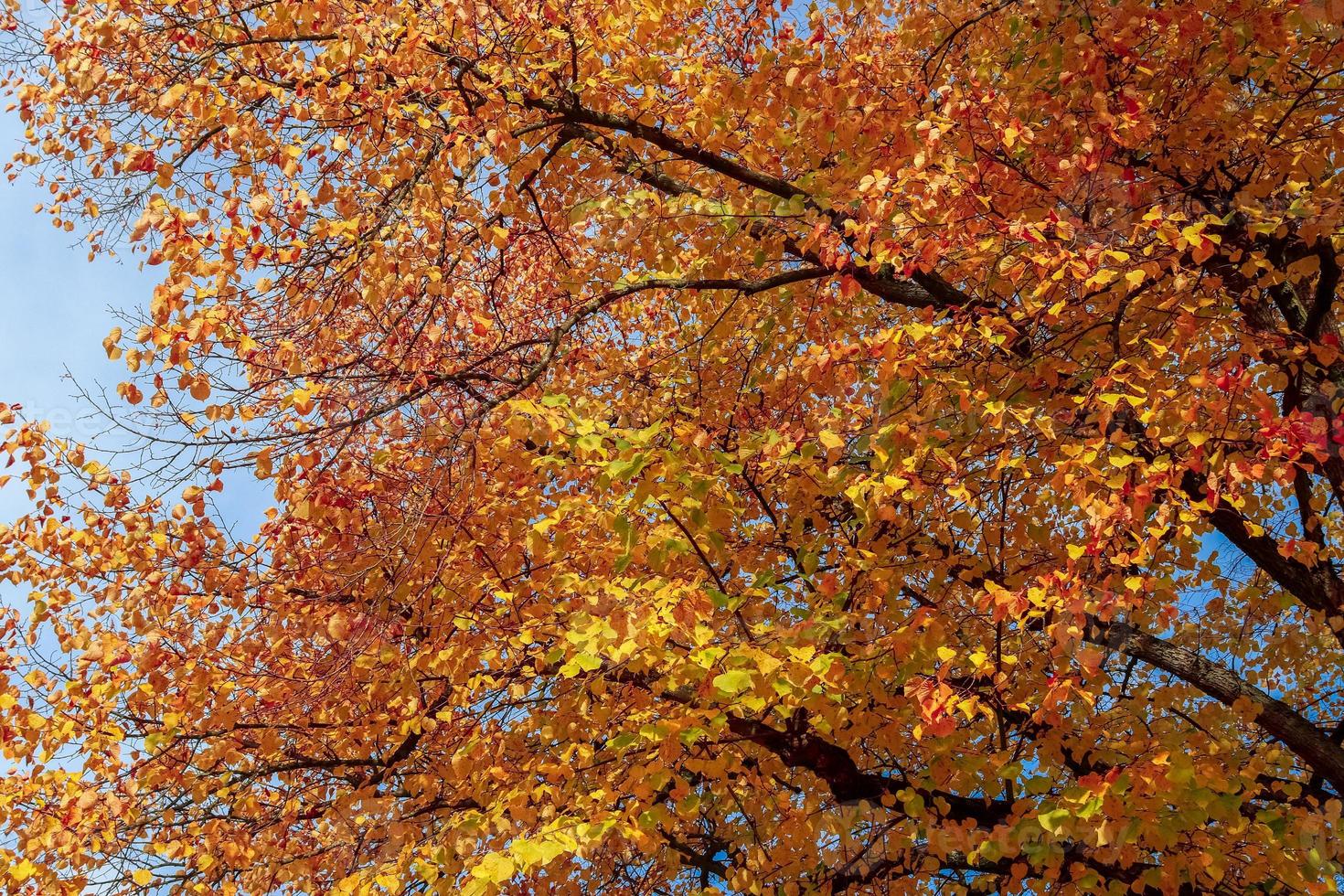 bellissimo albero autunnale con foglie di colore arancione e rosso in una giornata di sole. foto