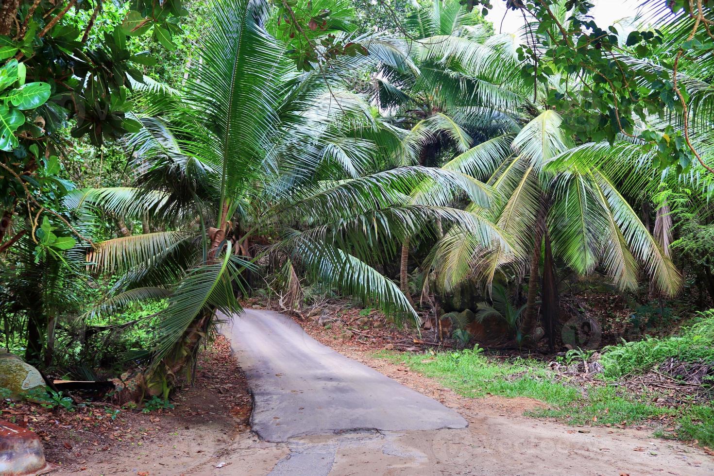 belle impressioni del paesaggio tropicale nel paradiso delle isole seychelles foto