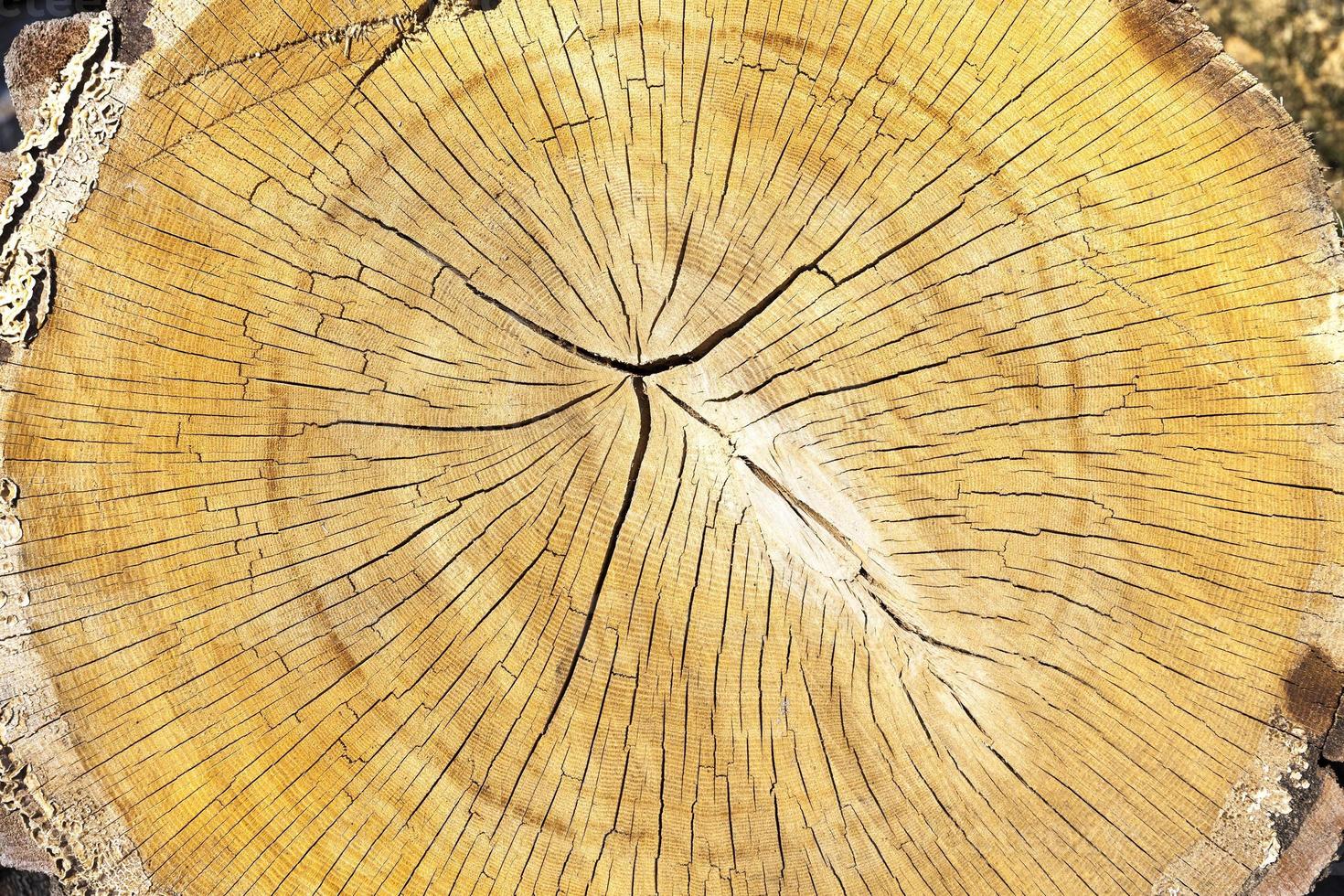 tronco di legno segato foto
