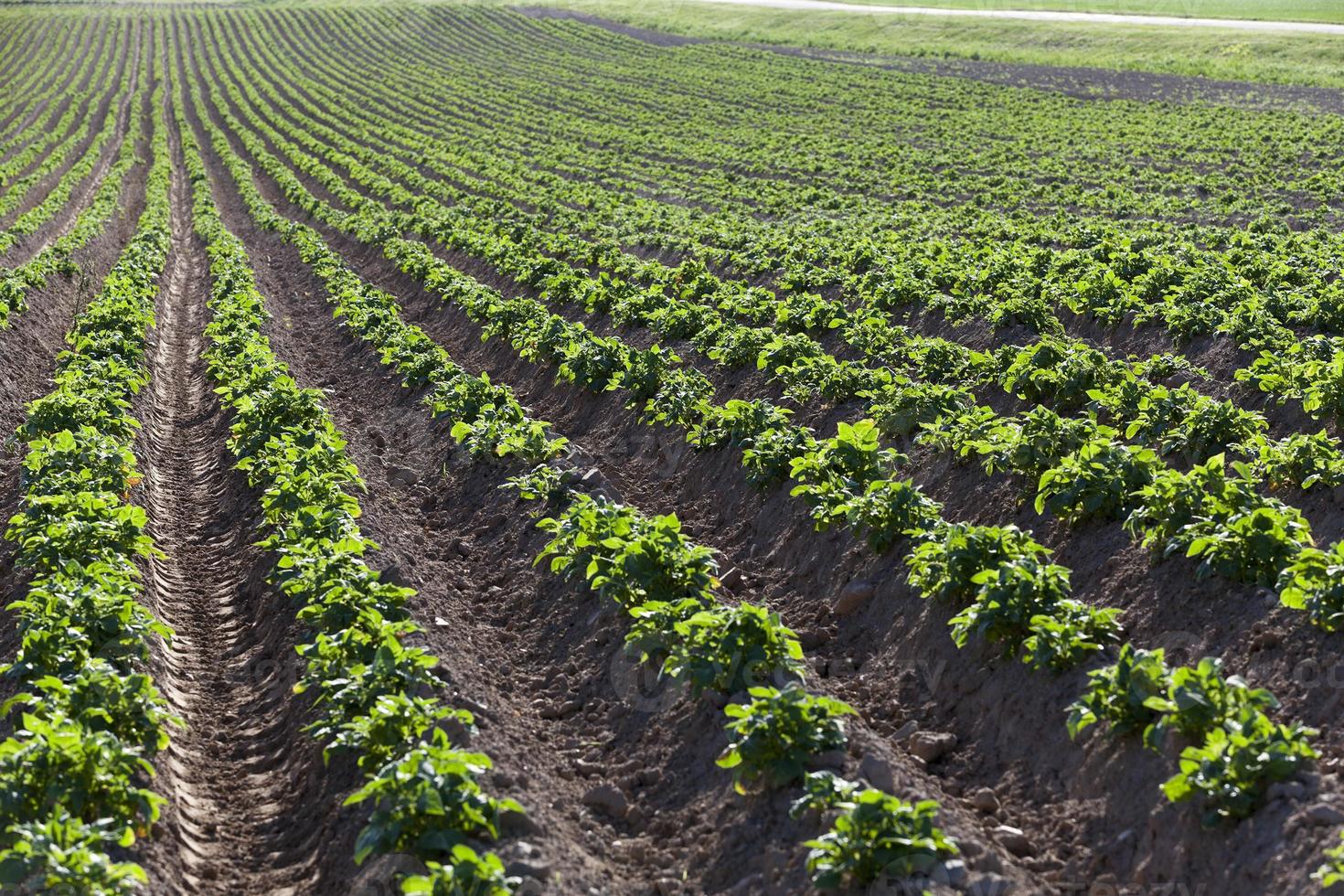 campo con patate foto