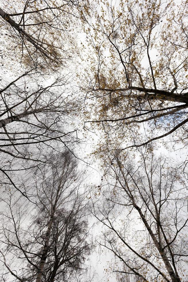 parco autunnale, nuvoloso foto