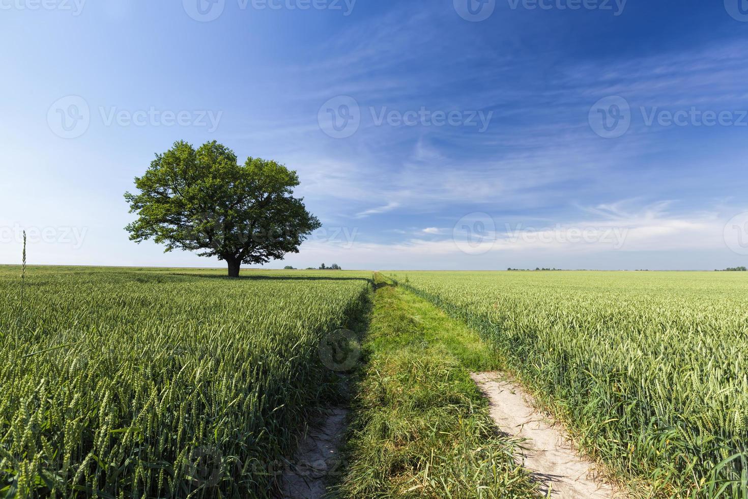 quercia con fogliame verde in un campo con grano verde foto