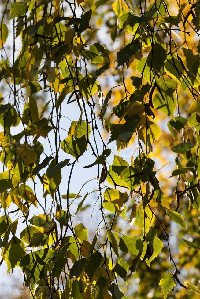 betulla che cambia colore nella stagione autunnale foto