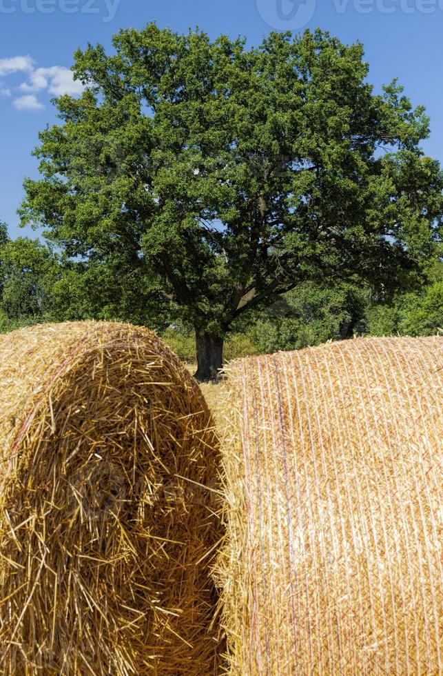 paglia di grano e una quercia verde foto