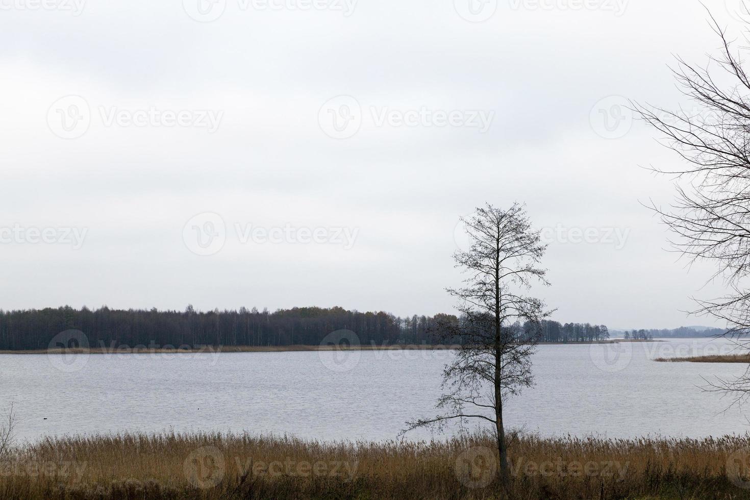 alberi spogli, lago foto