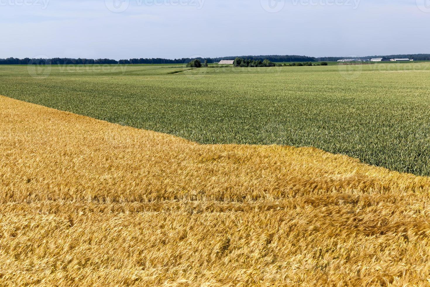 campo agricolo misto con diversi cereali foto