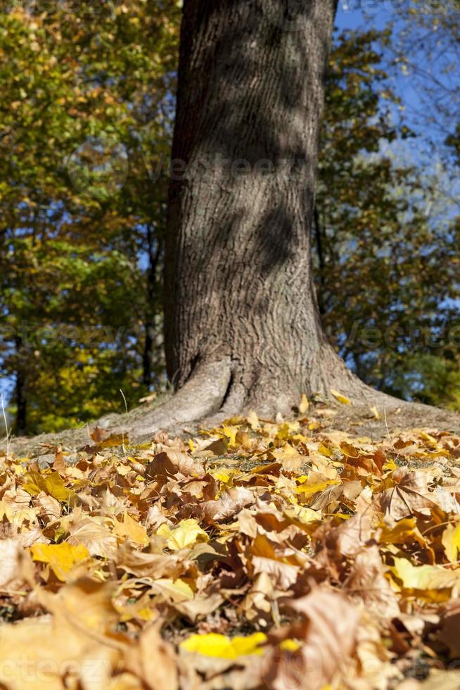 fogliame d'acero nella stagione autunnale foto