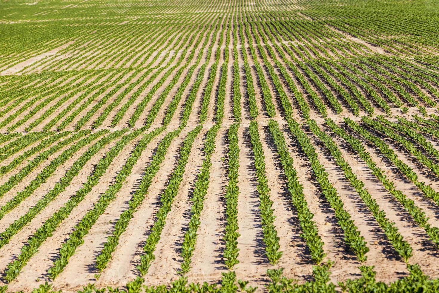 campo agricolo dove si coltivano varietà di barbabietola da riproduzione foto