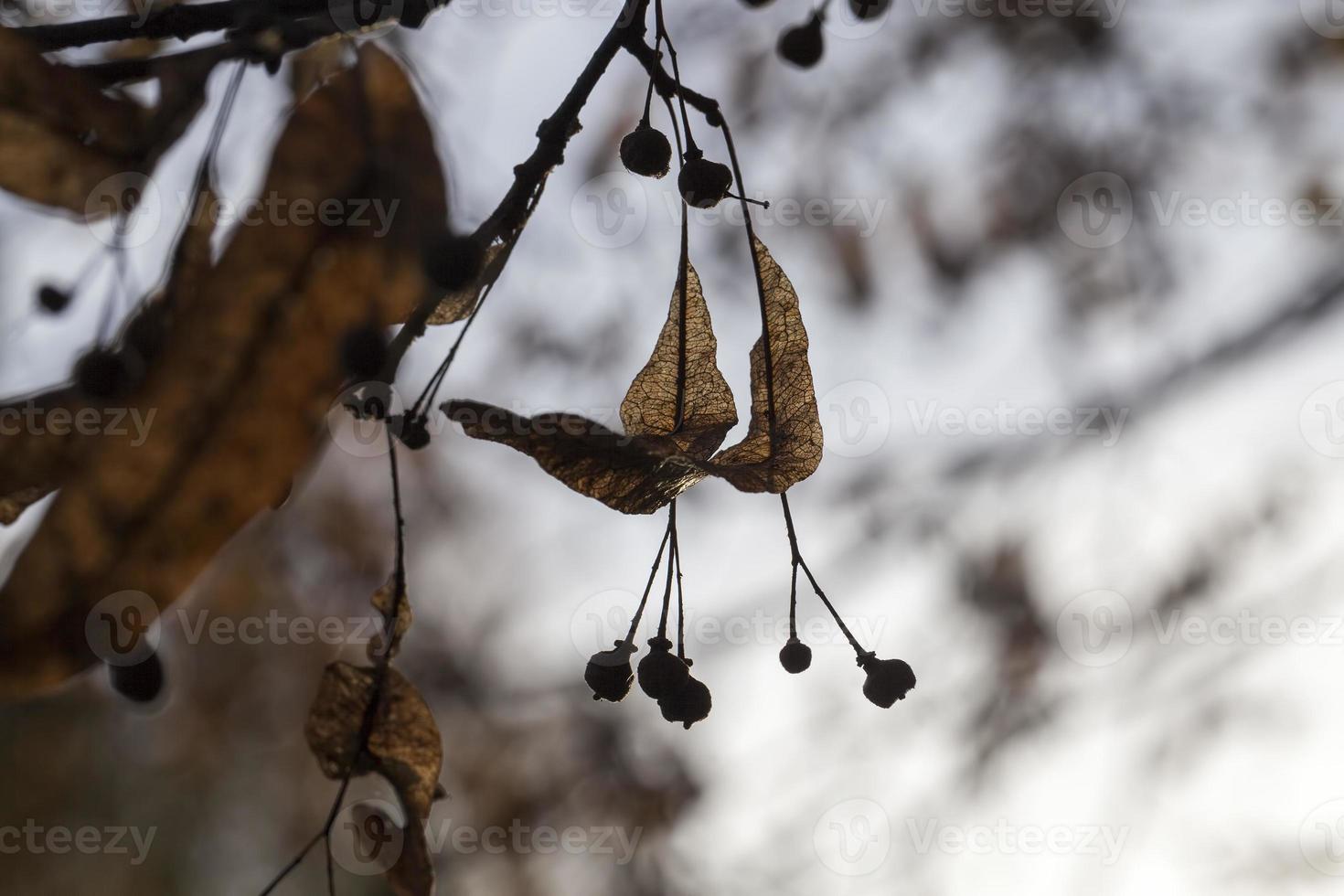 tiglio autunnale con fogliame foto