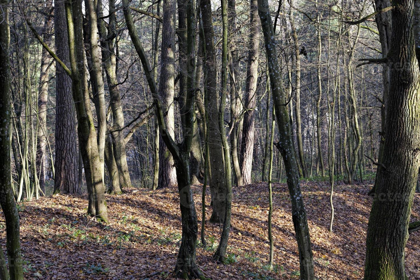 alberi a foglie caduche nella stagione autunnale foto