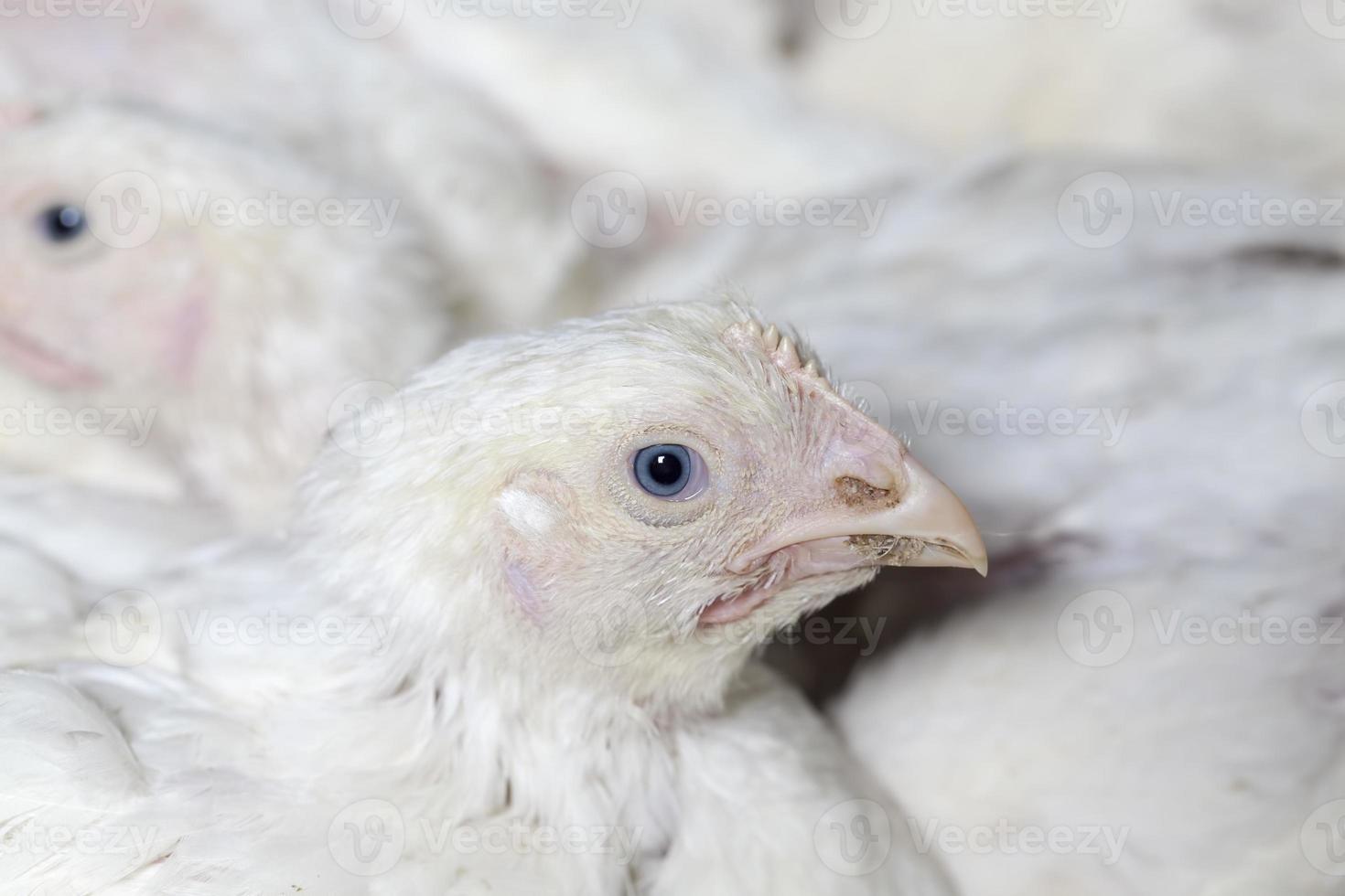 razza di pollo da carne foto