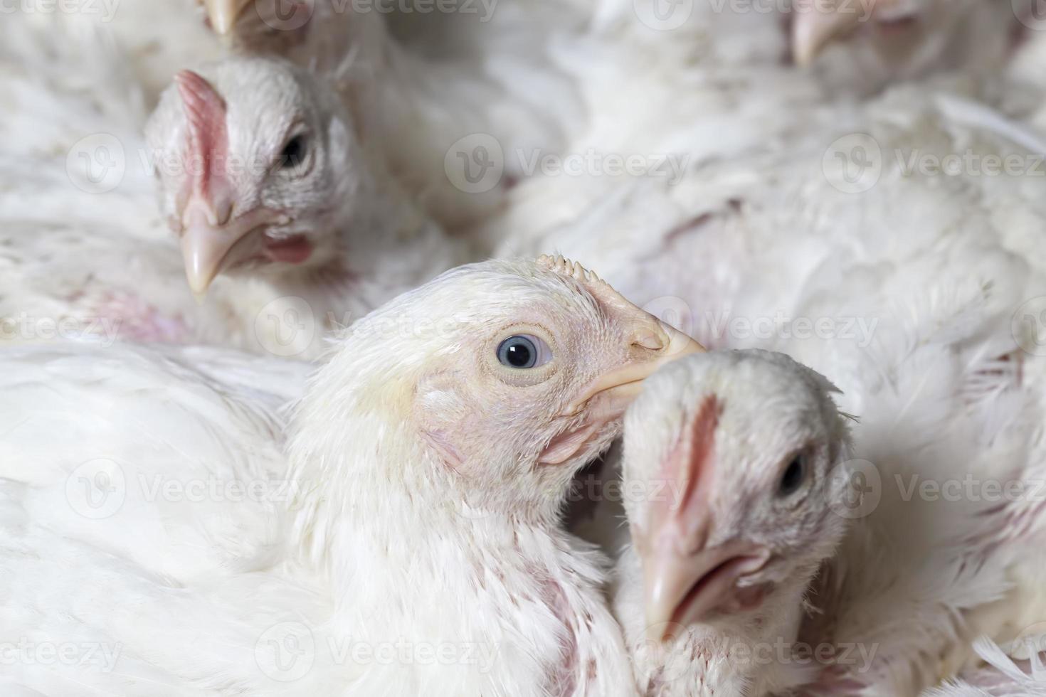 pulcini di pollo da carne bianco foto