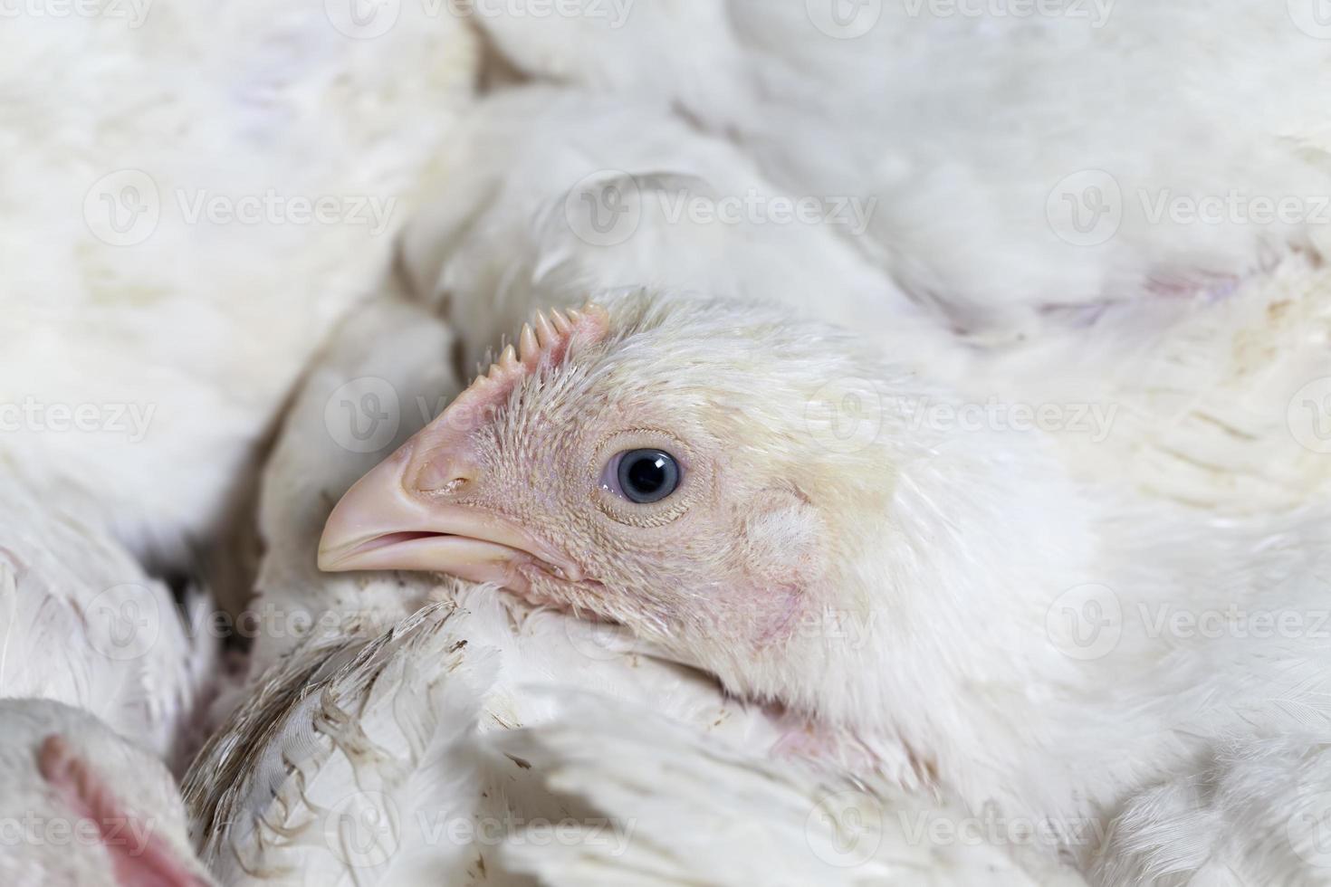 pulcini di pollo da carne bianco foto