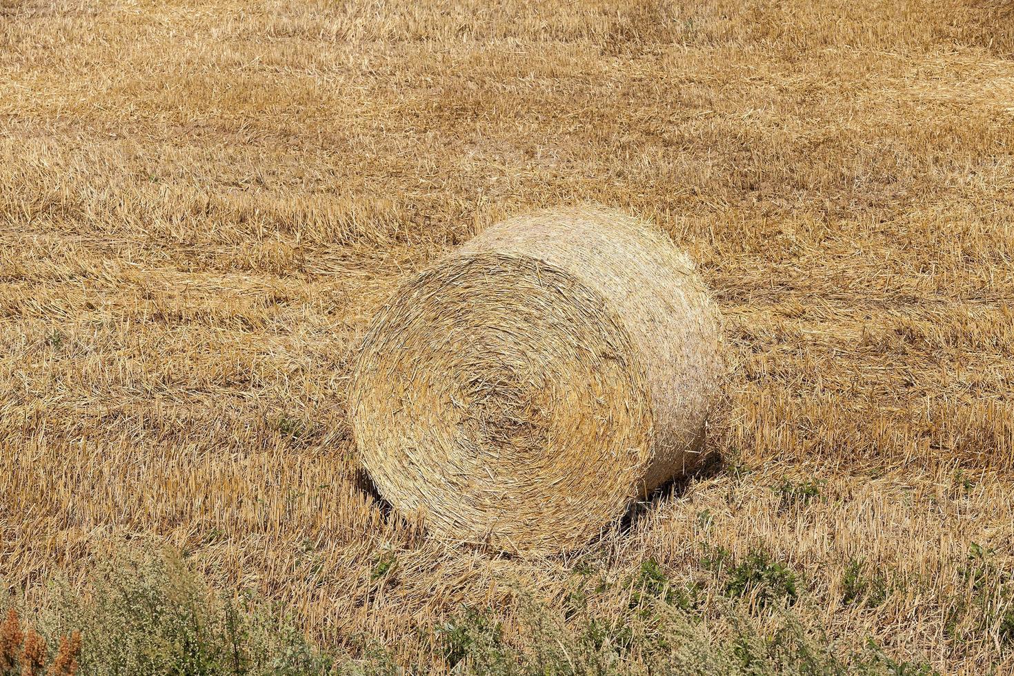 pagliai in un campo di paglia foto