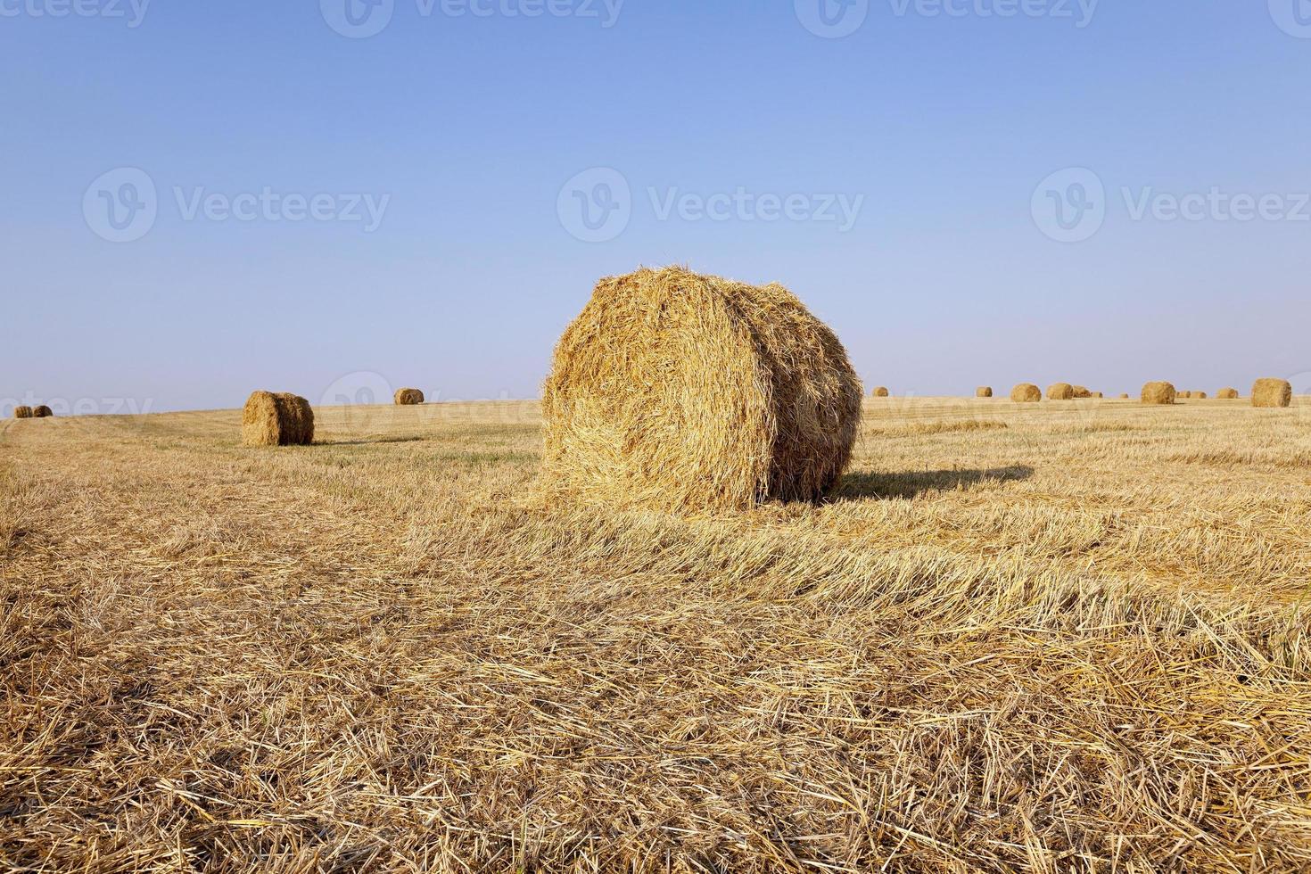 fieno accatasta cereali foto