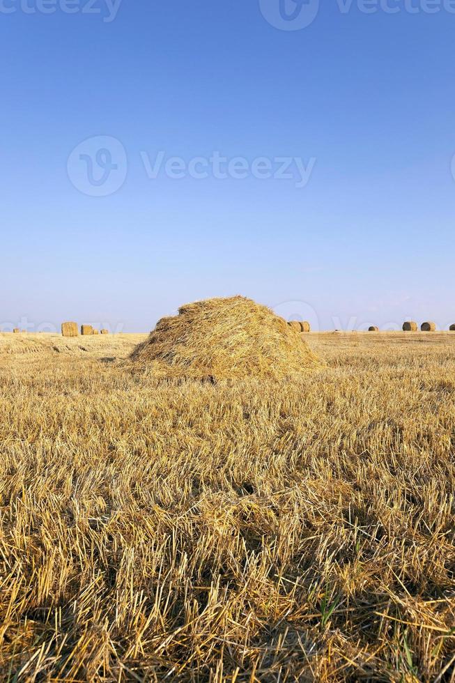 mucchio di paglia foto