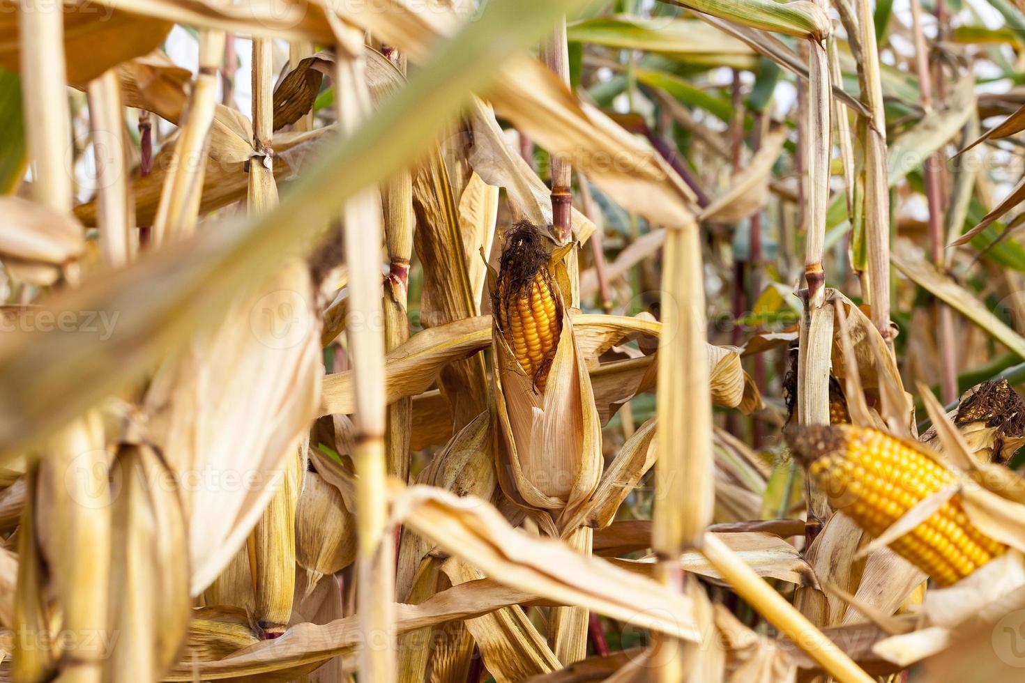 mais in un campo agricolo foto