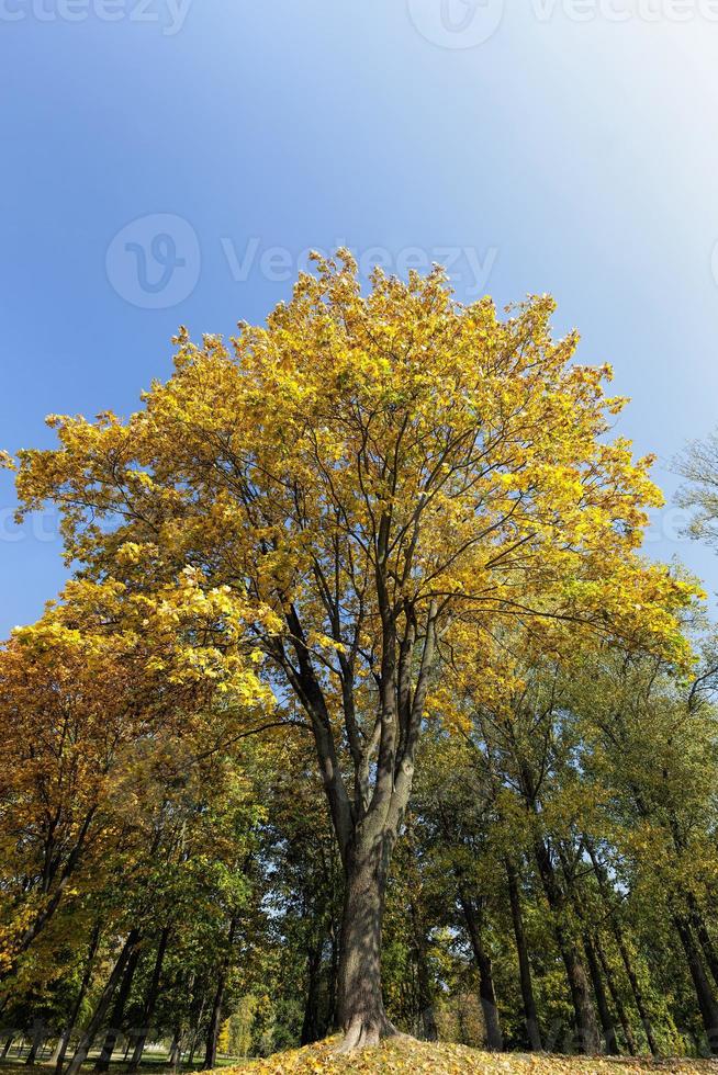 fogliame nella stagione autunnale foto