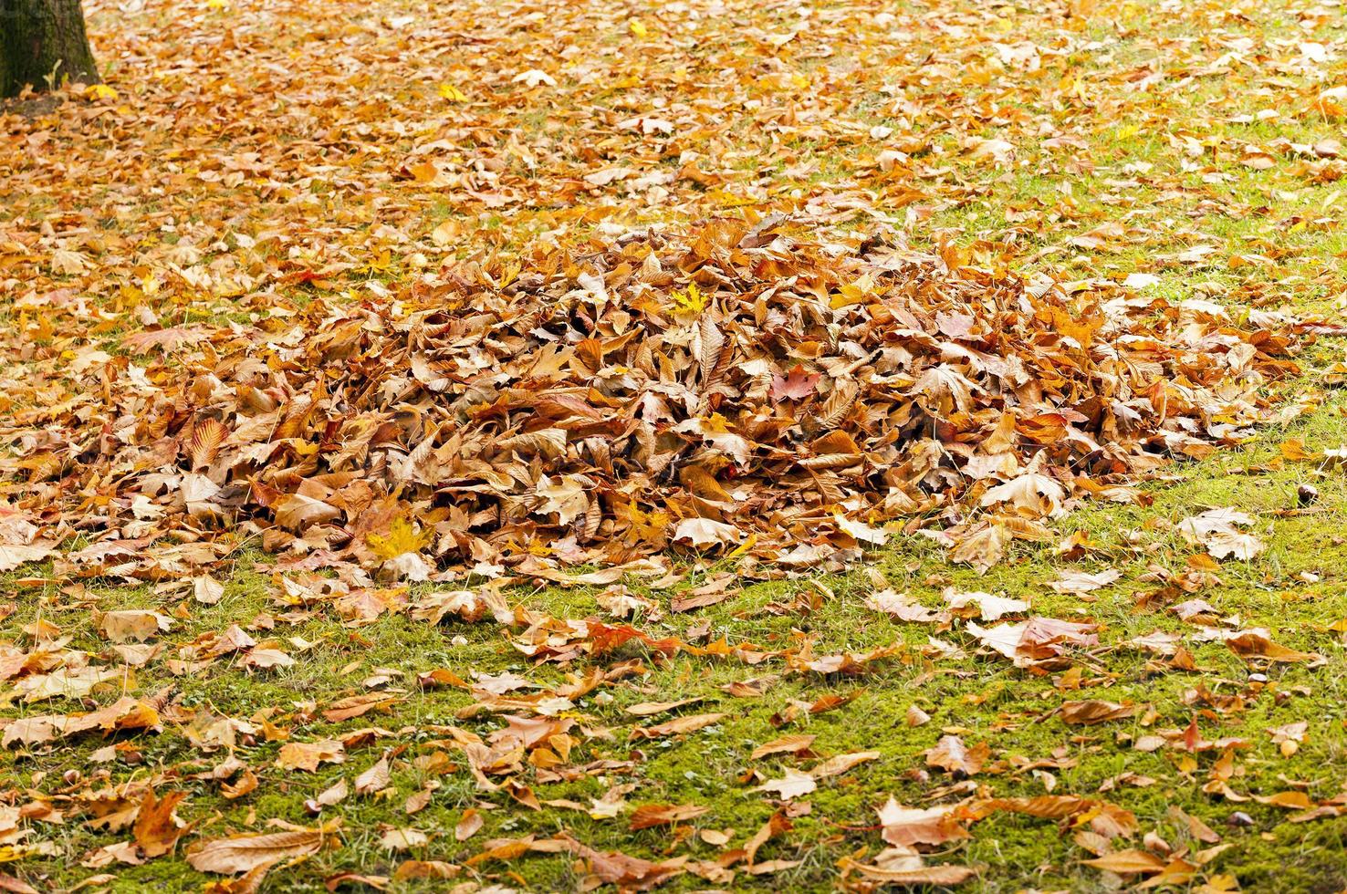 foglie cadute degli alberi foto