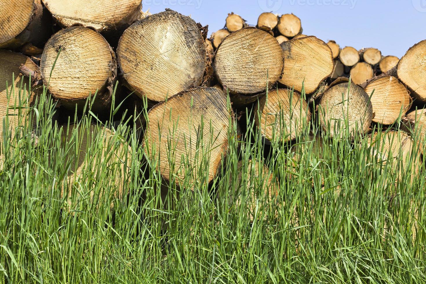 legno di pino naturale foto