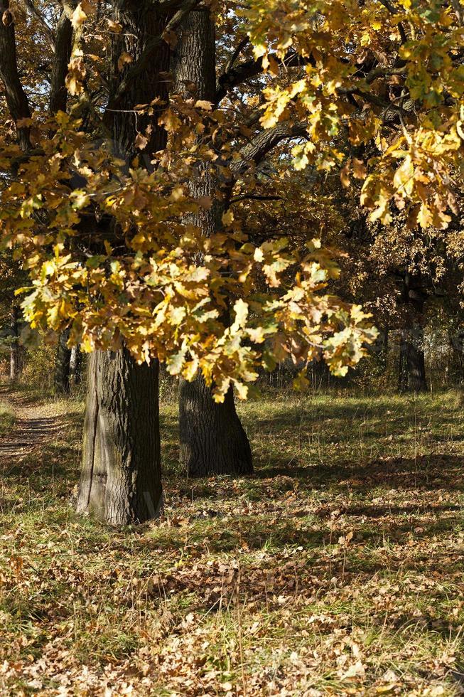 foresta autunnale. bielorussia foto