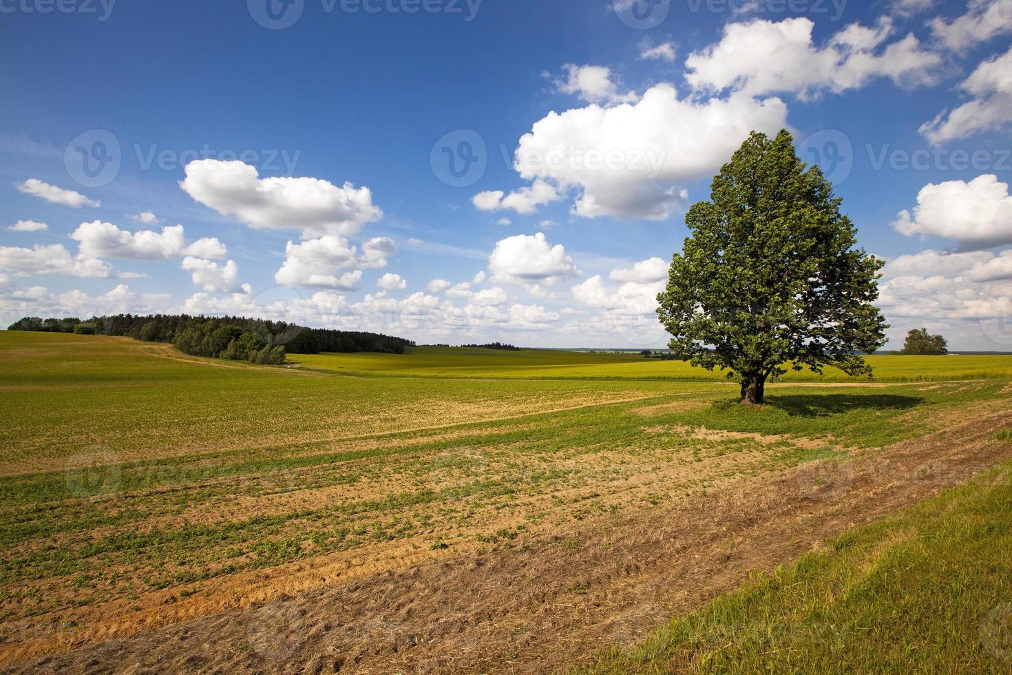 campo in estate foto