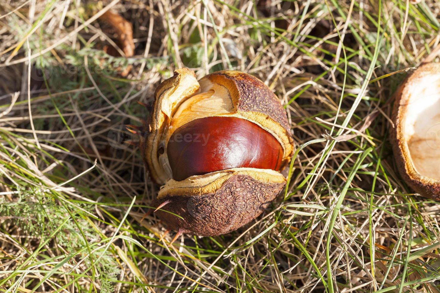 castagna a frutto maturo foto