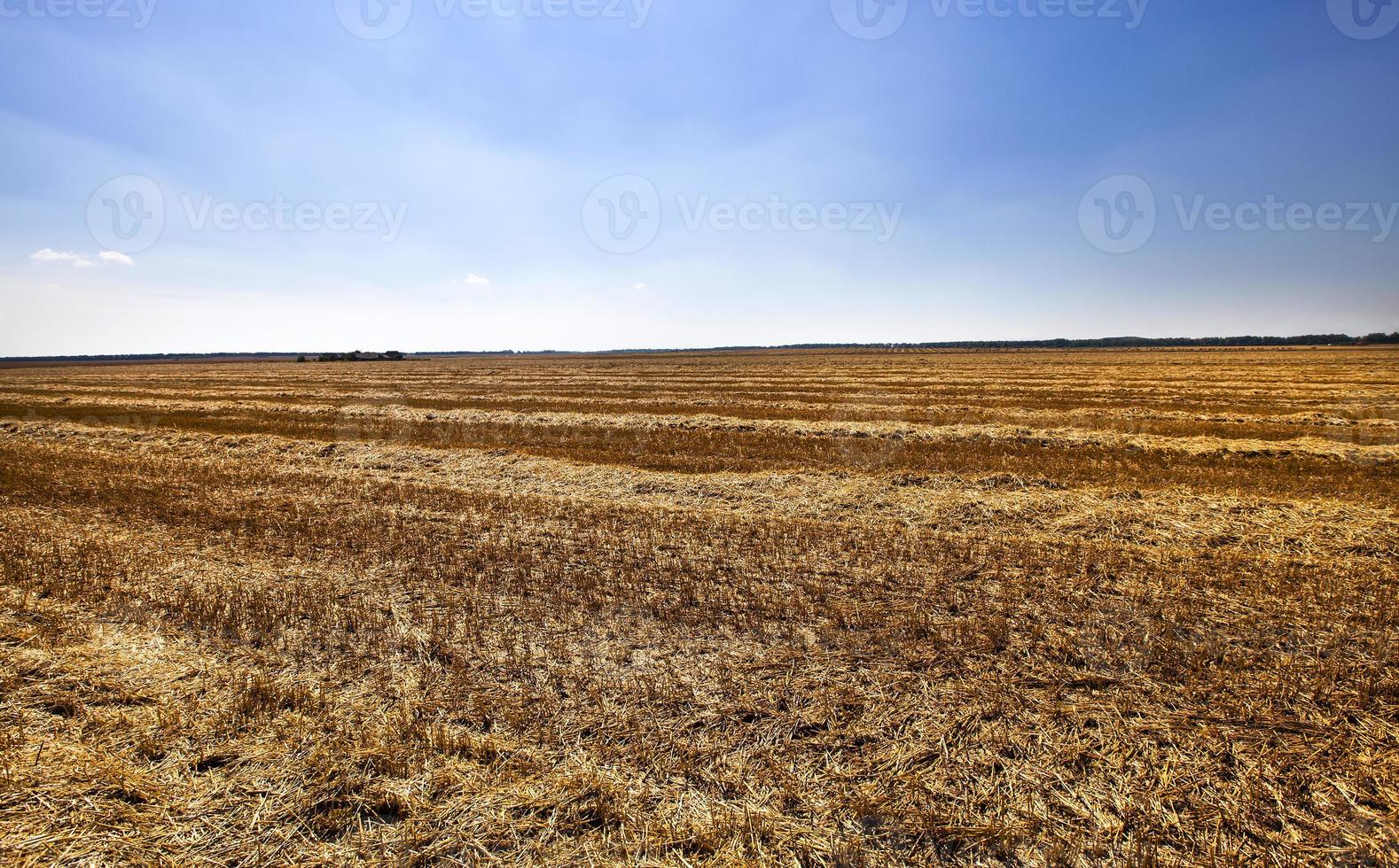 cereali da raccolta - si miete un campo agricolo su cui si coltivava il cereale foto