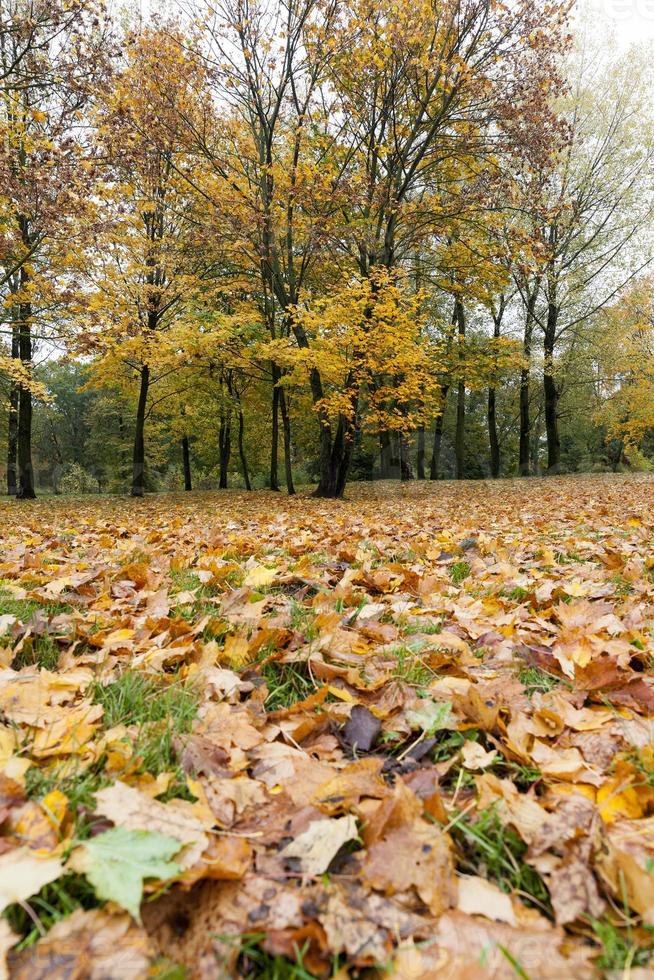 aceri ingialliti in autunno foto