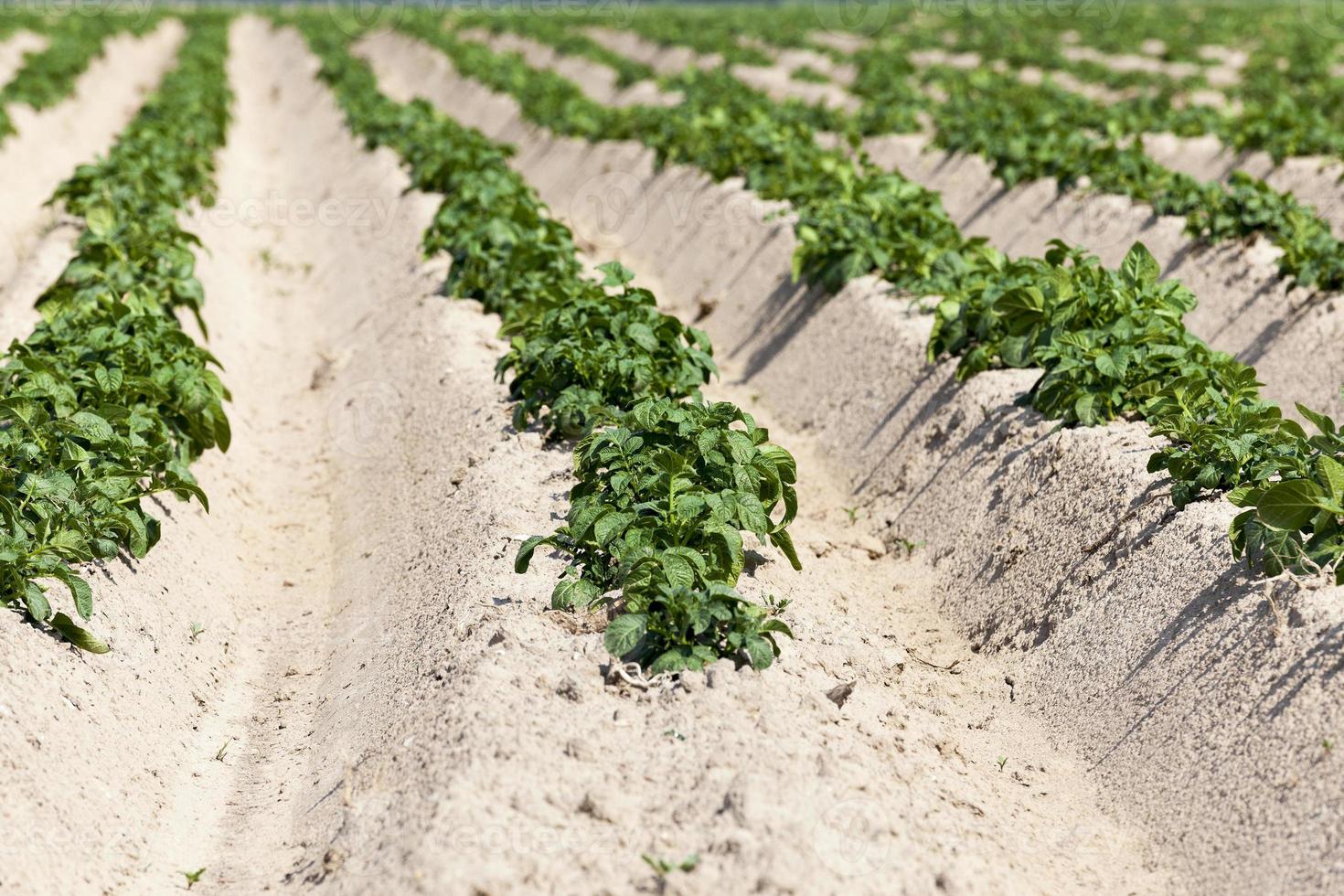 agricoltura, campo di patate foto