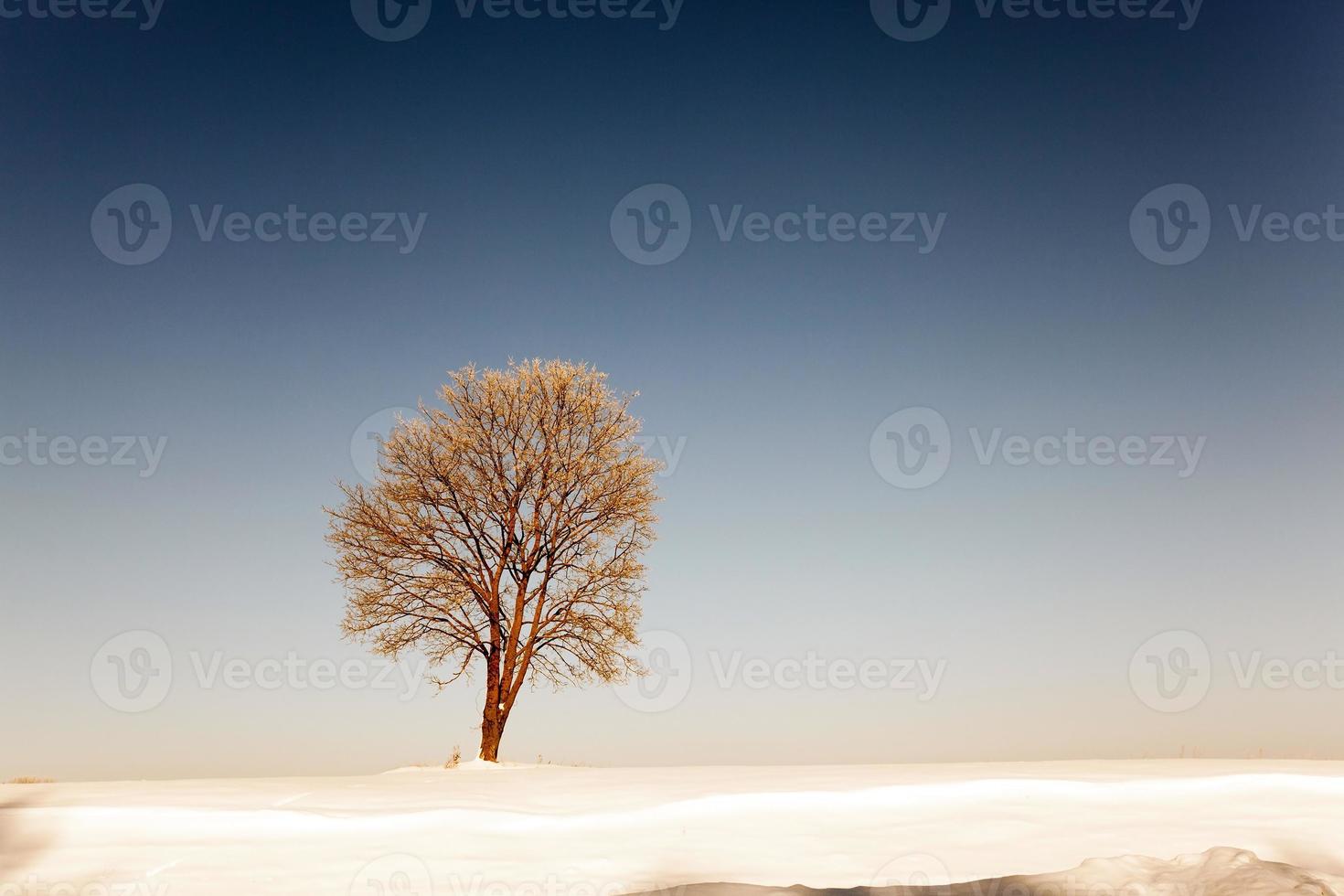 alberi in inverno foto