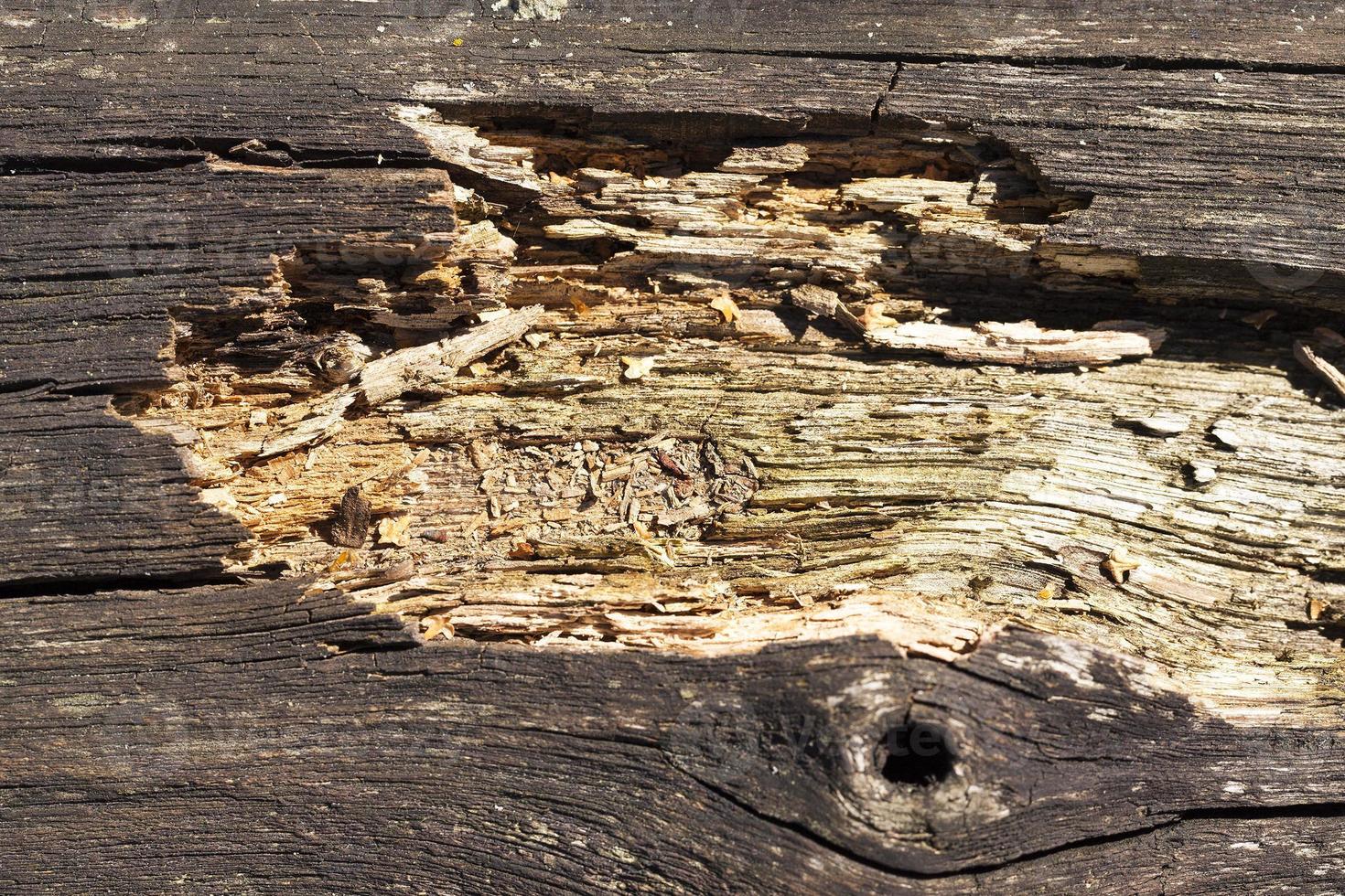 superficie di legno marcia, primo piano foto