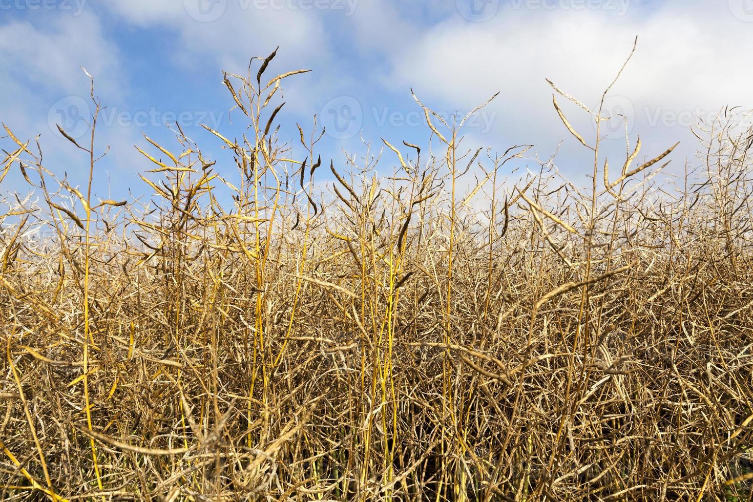 campo di maturazione con colza foto