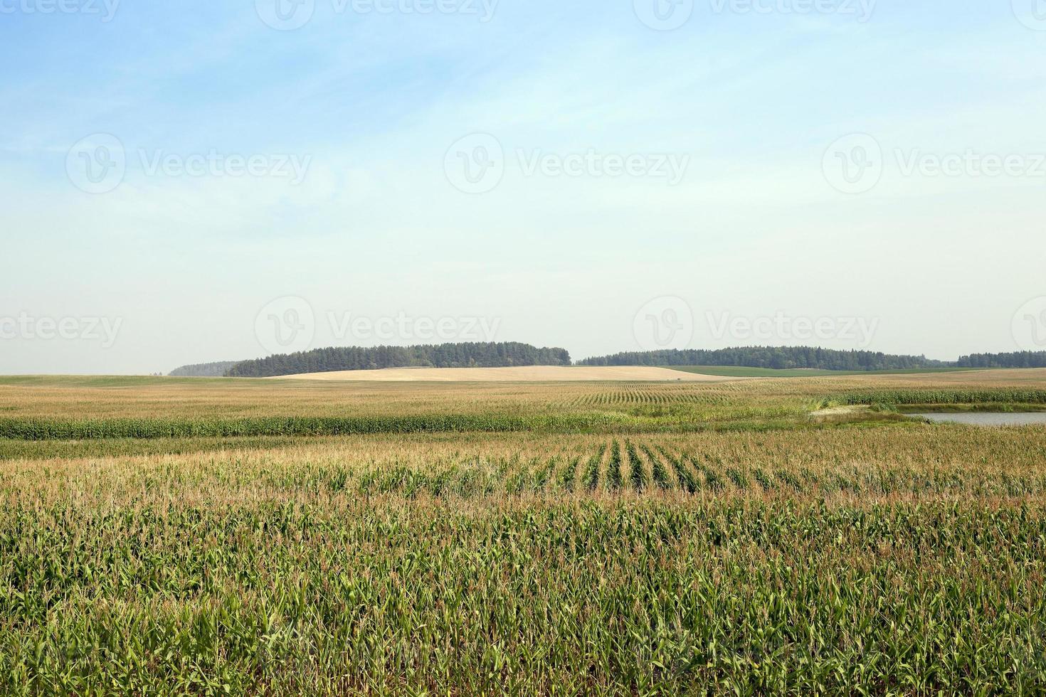 campo di grano, foresta e cielo foto