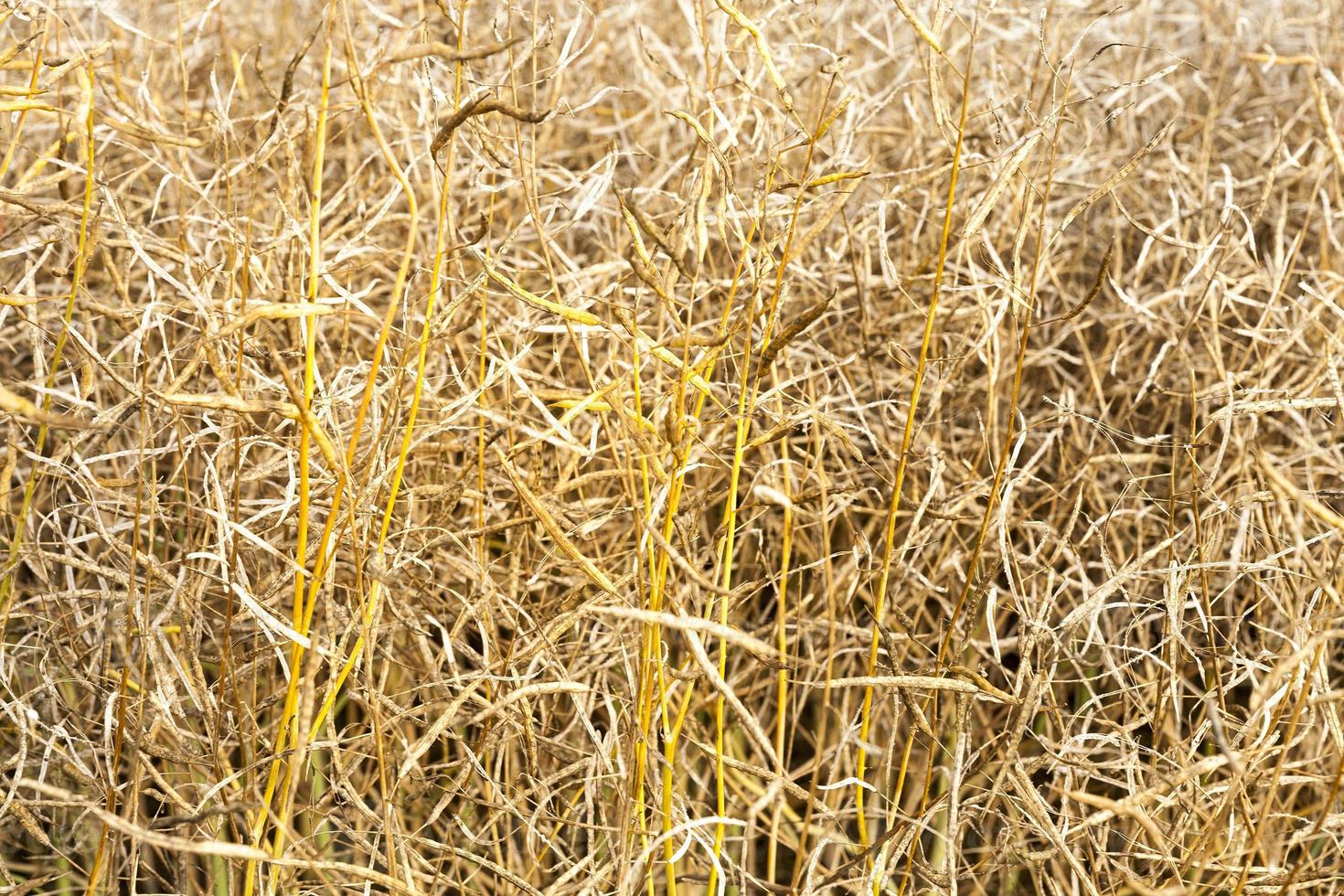 campo di maturazione con colza foto