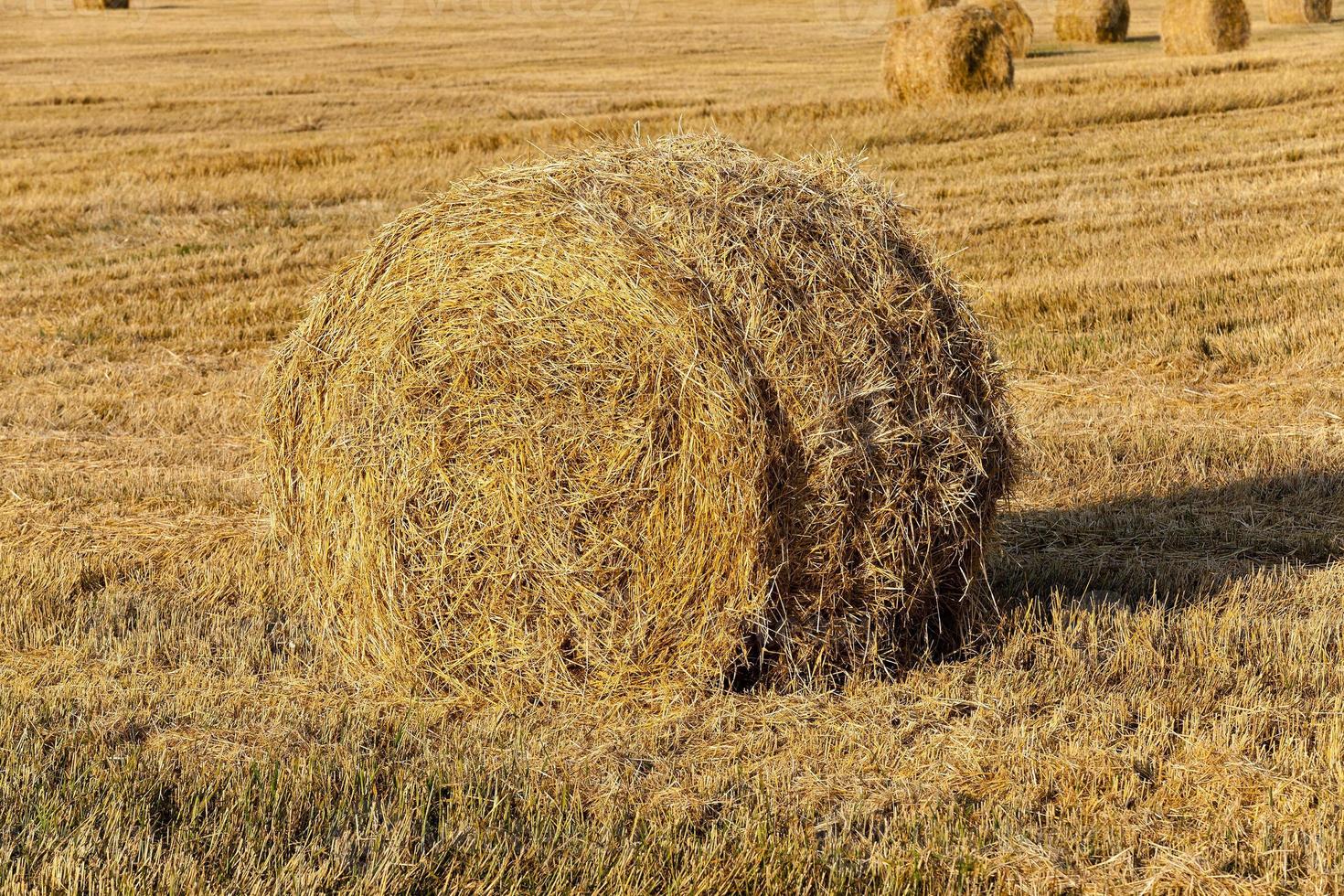 pila di paglia da vicino foto