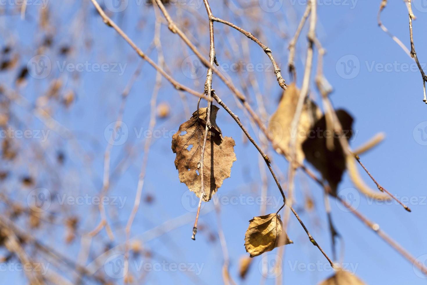 fogliame secco di betulla foto