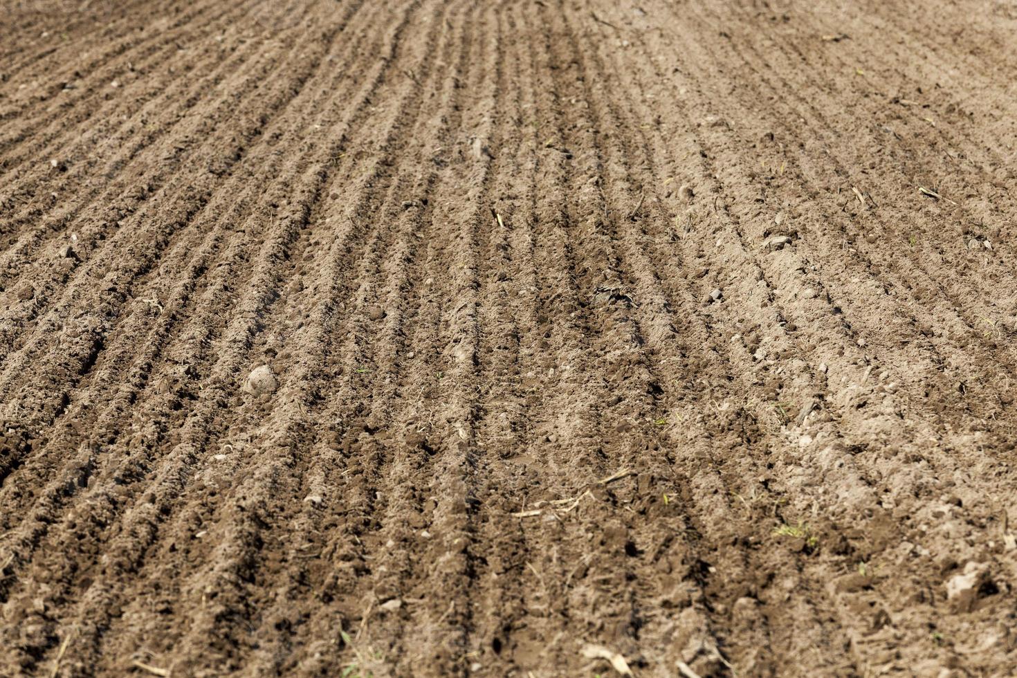 cereali agricoli frumento o prodotti di segale foto