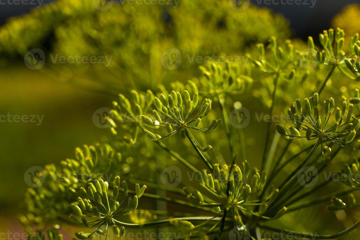 finocchio verde da vicino foto